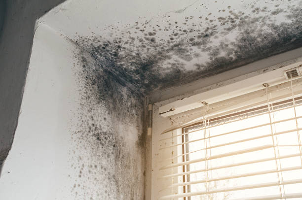 Affordable Mold Cleanup solutions in Walkersville, MD